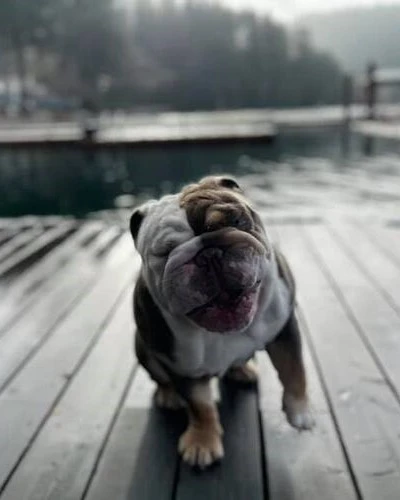 Winston Winston the dog sitting on the dock